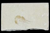 Cretaceous Fossil Shrimp - Lebanon #107677-1